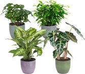 Kamerplanten van Botanicly – 4 × Ficus, Koffieplant, Olifantsoor of Skeletplant, Dieffenbachia – Hoogte: 25 cm – Ficus Green Kinky, Coffee plant, Alocasia, Dieffenbachia