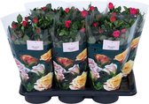 Bloem van Botanicly – Rosa Palace – Hoogte: 45 cm