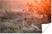 Affiche Lion - Soleil - Herbe - 120x80 cm