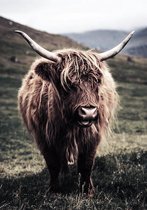 Poster Schotse Hooglander - Interieurposter - kleur - gras - natuur - highlander - 70x100cm