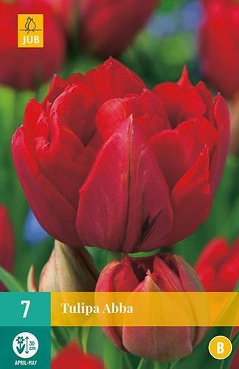 X 7 Tulipa Abba