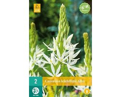 X 2 Camassia leichtlinii Alba