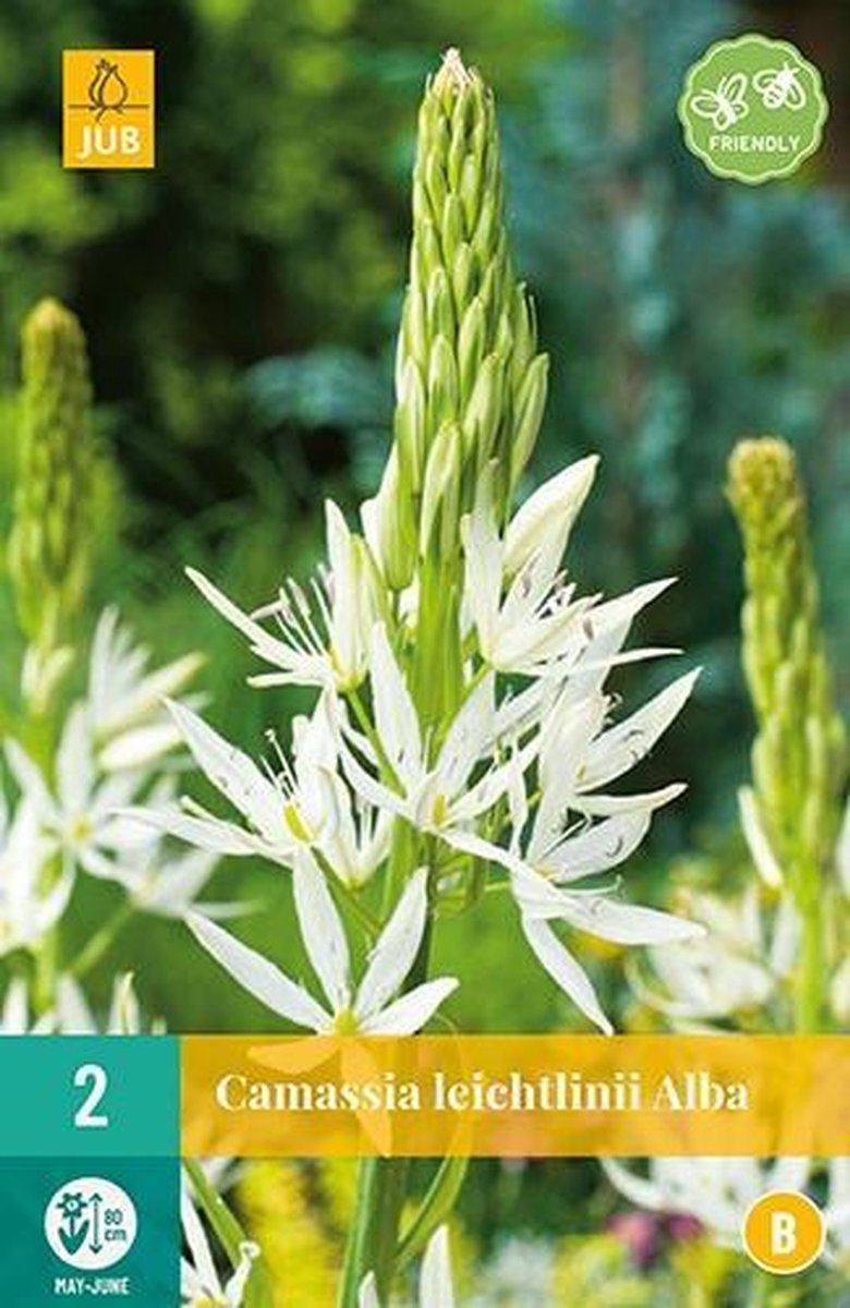 X 2 Camassia leichtlinii Alba