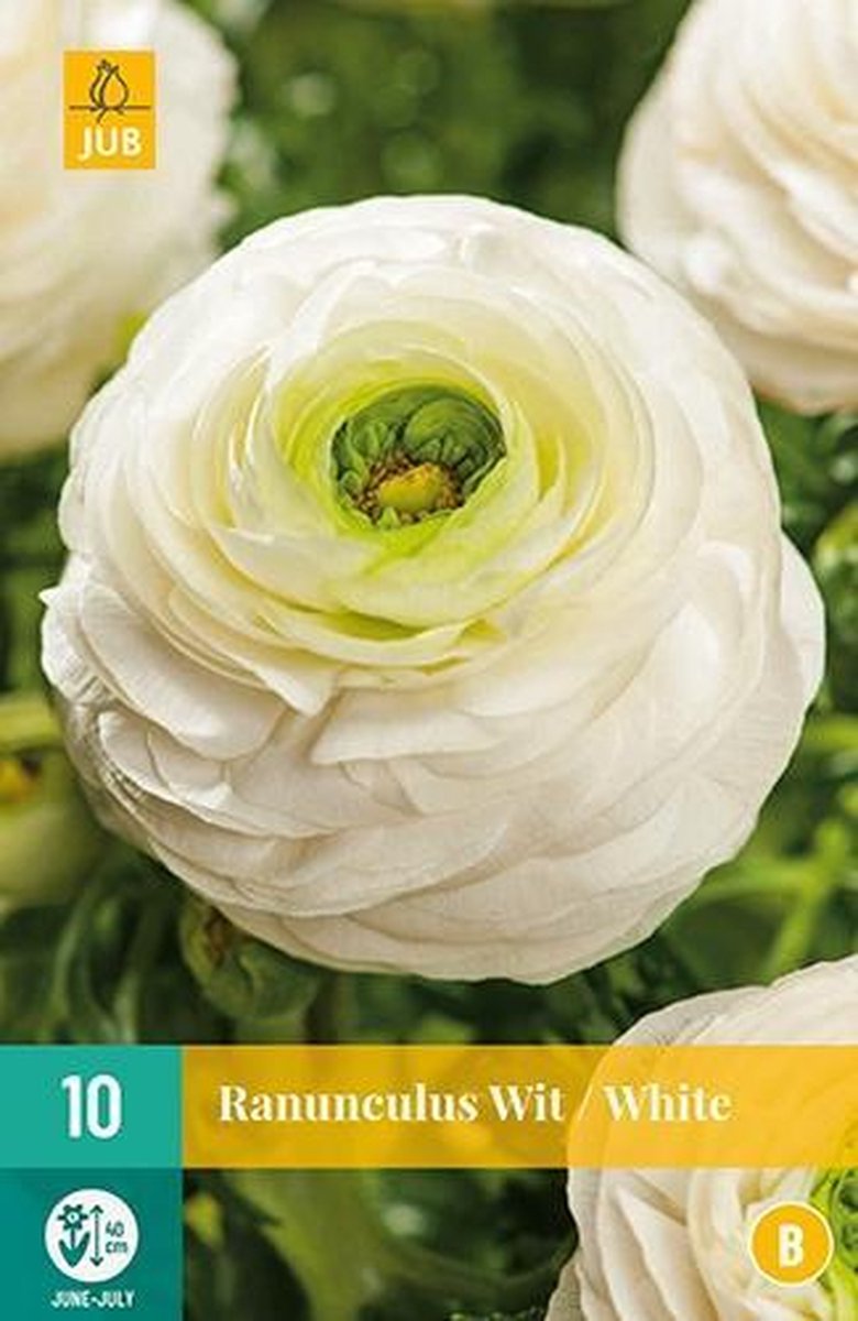 X 10 Ranunculus wit