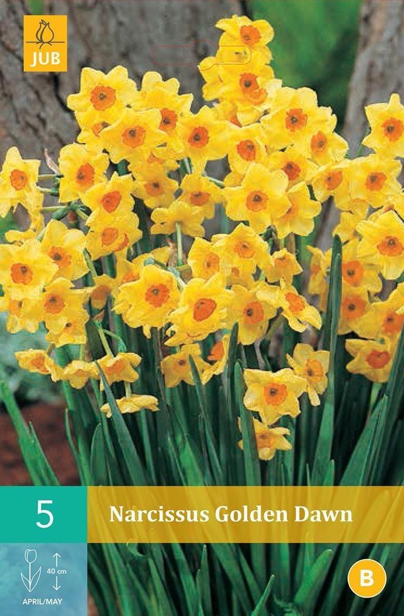 X 5 Narcissus Golden Dawn