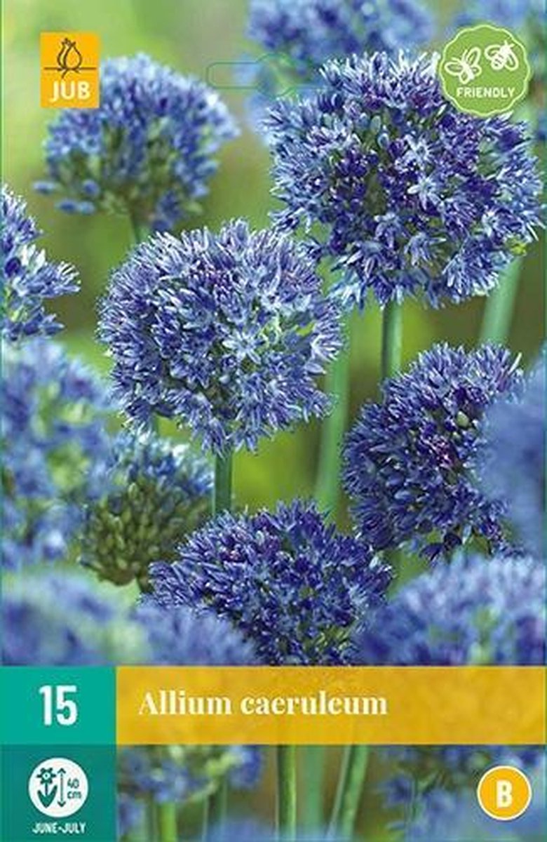 X 15 Allium caeruleum
