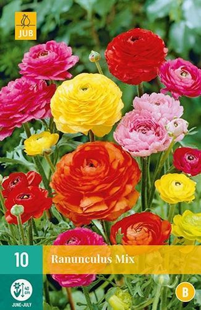 X 10 Ranunculus mix