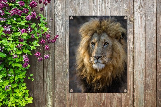 Décoration de Jardin Lion - Portrait - Sauvage - 30x40 cm - Toile de jardin