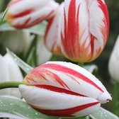 16x Tulpen - Tulipa 'Happy Generation' - rood-wit - Ø11cm
