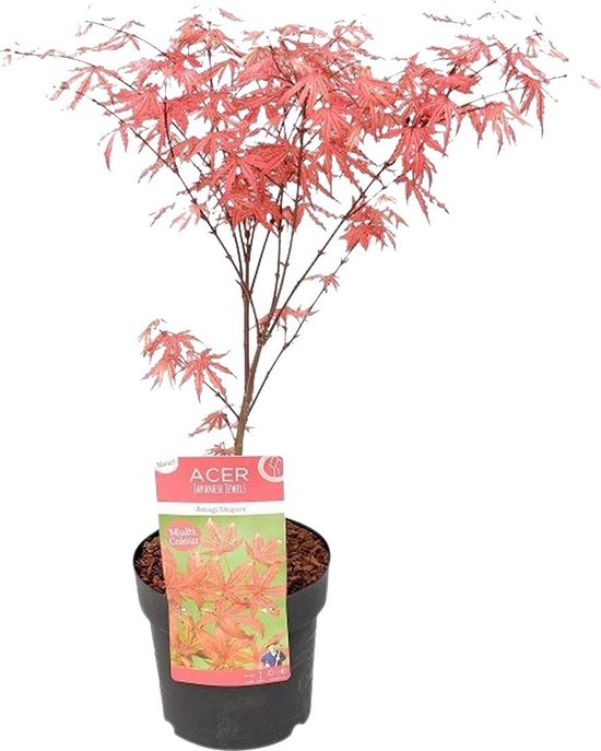 Acer'Amagi Shigure' | Japanse Esdoorn --Buitenplant in kwekerspot ⌀13 cm --↕25-35 cm