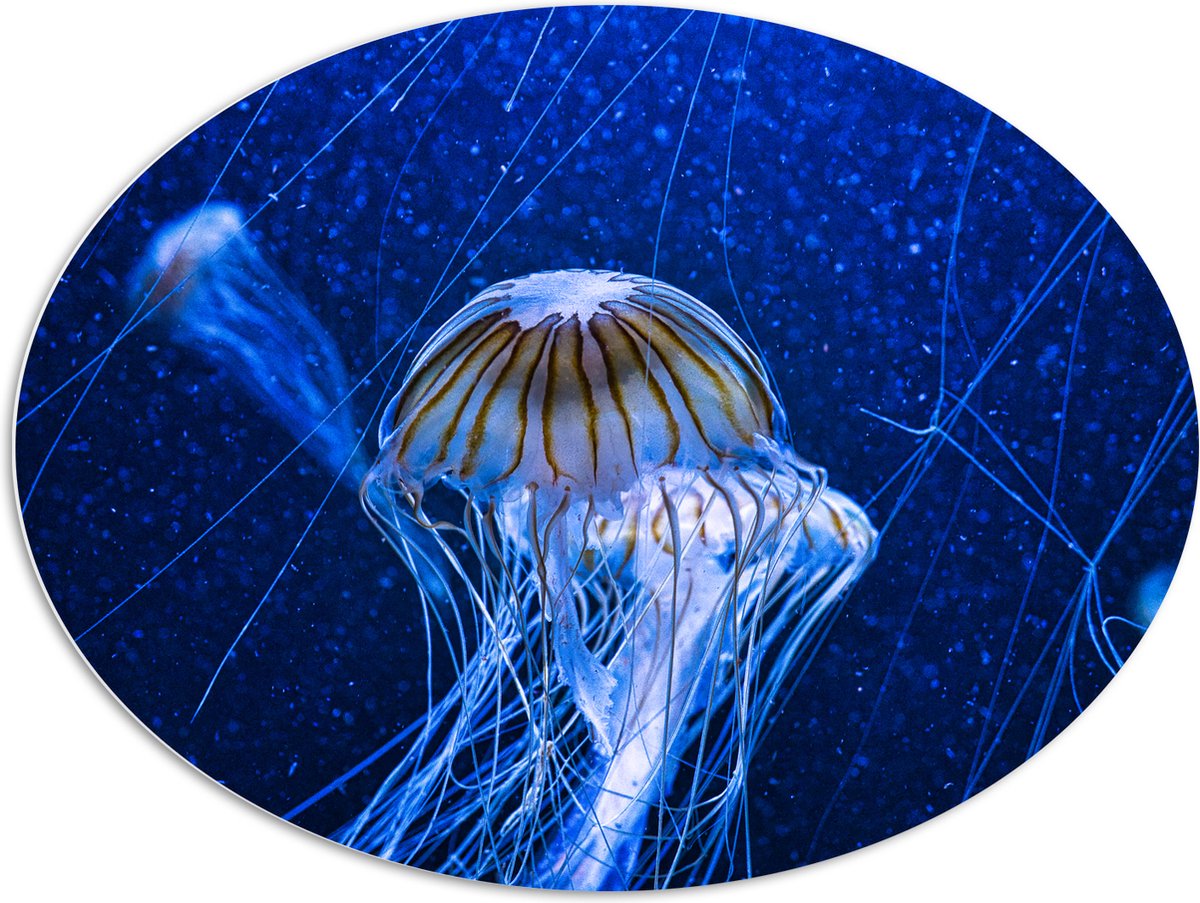PVC Schuimplaat Ovaal - Wit met Bruine Kwallen Zwemmend in Aquarium - 108x81 cm Foto op Ovaal (Met Ophangsysteem)