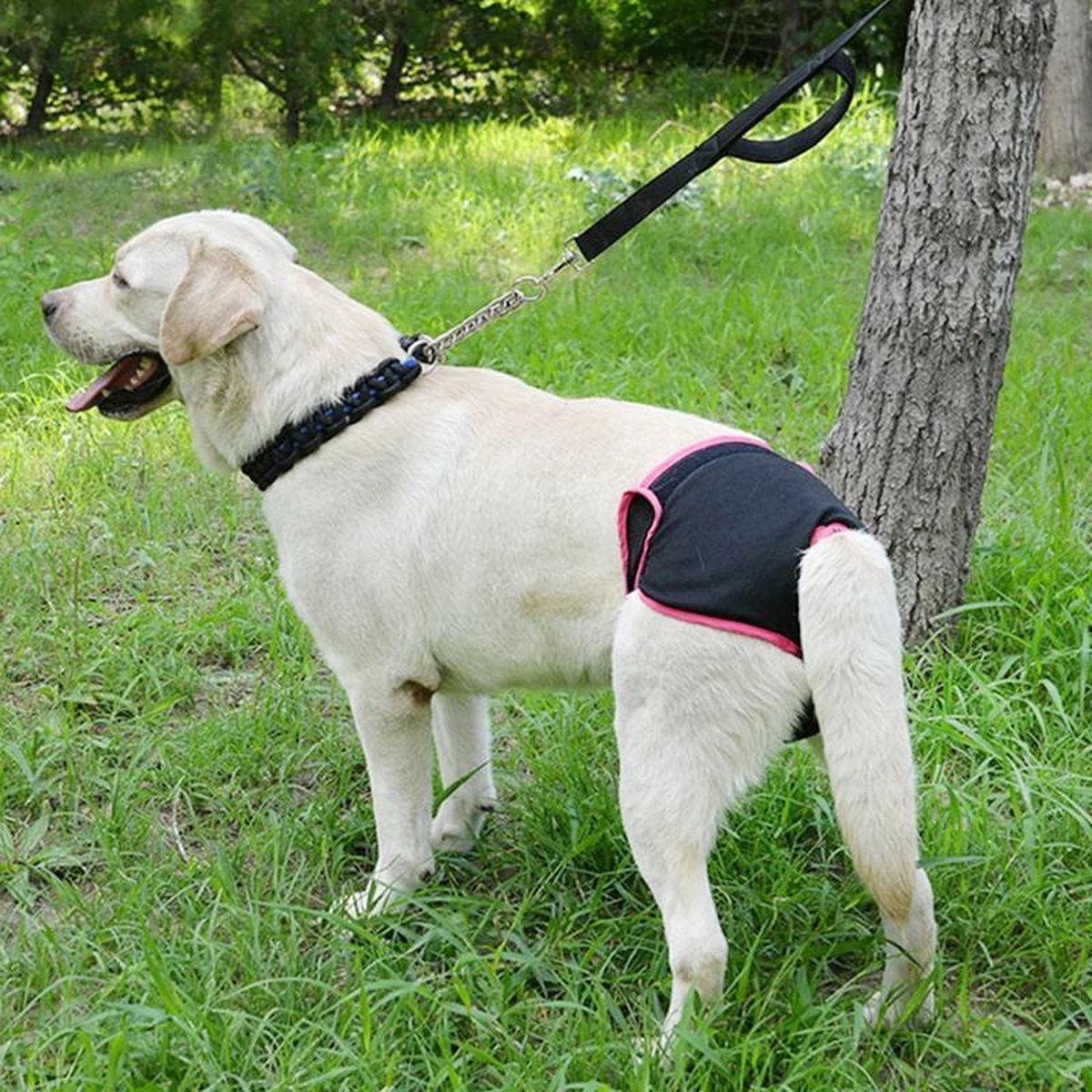 Pet Soft Loopsheidsbroek voor hondenden - Herbruikbare hondenluiers voor hondenden S, Hoog absorberende slipjes voor honden loopsheid 3 stuks, Wasbare luiers voor honden loopsheid/periode