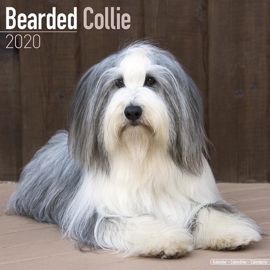 Bol Com Bearded Collie Kalender 2020