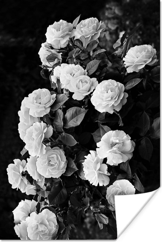 Poster Bloemen - Zwart wit - Natuur - Planten - Rozen - 20x30 cm