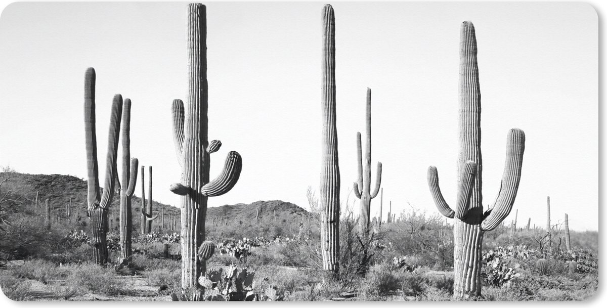 Tapis de souris XXL - Cactus