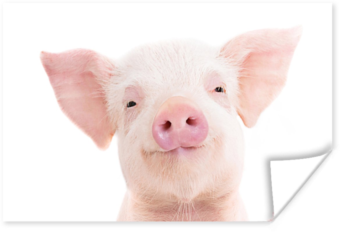 Poster Varken - Roze - Dieren - Natuur - 90x60 cm