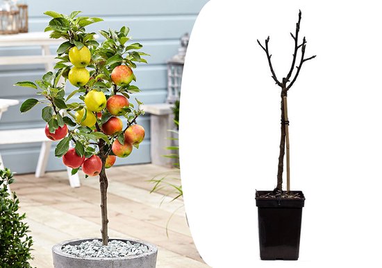 Plant in a Box - TRIO Appelboom - Malus - 3 verschillende appels aan 1 boom -...