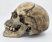 Preparatenshop replica cast schedel mens bodemvondst