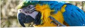Tuinposter – Blauw met Gele Ara Papegaai Opzijkijkend - 150x50 cm Foto op Tuinposter (wanddecoratie voor buiten en binnen)