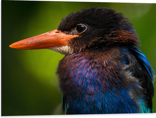 Dibond - Opzijkijkende IJsvogel en Kleurrijke Veren - 80x60 cm Foto op Aluminium (Met Ophangsysteem)