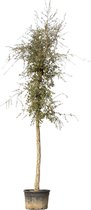 Kurkeik volgroeid Quercus suber 625 cm