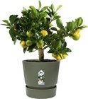 Een olijfgroene Elho bloempot met een klein boompje met gele vruchten en groene bladeren.