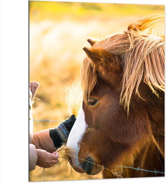 Dibond - Bruin IJslander Paard levend op Boerderij - 75x100 cm Foto op Aluminium (Met Ophangsysteem)