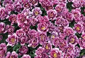 Papier peint Fleurs en fleurs Violet | XXL - 312 cm x 219 cm | Polaire 130g / m2