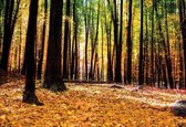 Fotobehang Forest Woods | XXL - 312cm x 219cm | 130g/m2 Vlies