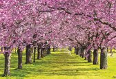 Fotobehang Flowering Trees | XL - 208cm x 146cm | 130g/m2 Vlies