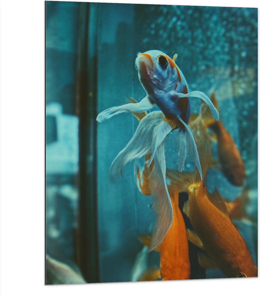 Dibond - Blauw met Oranje Vis met Dansende Vinnen in het Aquarium - 75x100 cm Foto op Aluminium (Met Ophangsysteem)