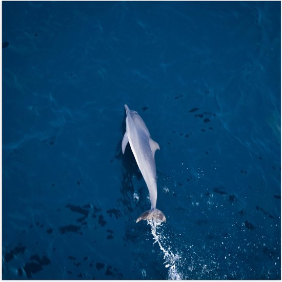 Poster Glanzend – Bovenaanzicht van Dolfijn Zwemmend in Donkerblauwe Zee - 50x50 cm Foto op Posterpapier met Glanzende Afwerking