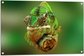 Tuinposter – Groene Kameleon Gekruld om Smalle Houten Tak - 90x60 cm Foto op Tuinposter (wanddecoratie voor buiten en binnen)