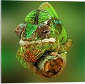Acrylglas - Groene Kameleon Gekruld om Smalle Houten Tak - 50x50 cm Foto op Acrylglas (Met Ophangsysteem)