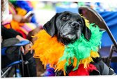 Dibond - Omkijkende Zwarte Hond met Meerkleurige Boa - 105x70 cm Foto op Aluminium (Met Ophangsysteem)