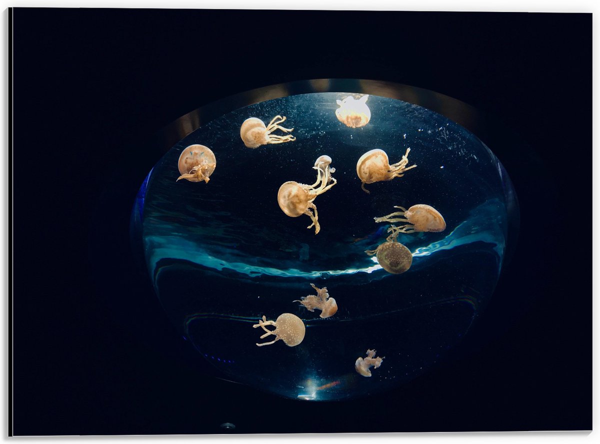 Dibond - Groepje Oranjekleurige Kwallen in Bolvormig Aquarium - 40x30 cm Foto op Aluminium (Wanddecoratie van metaal)