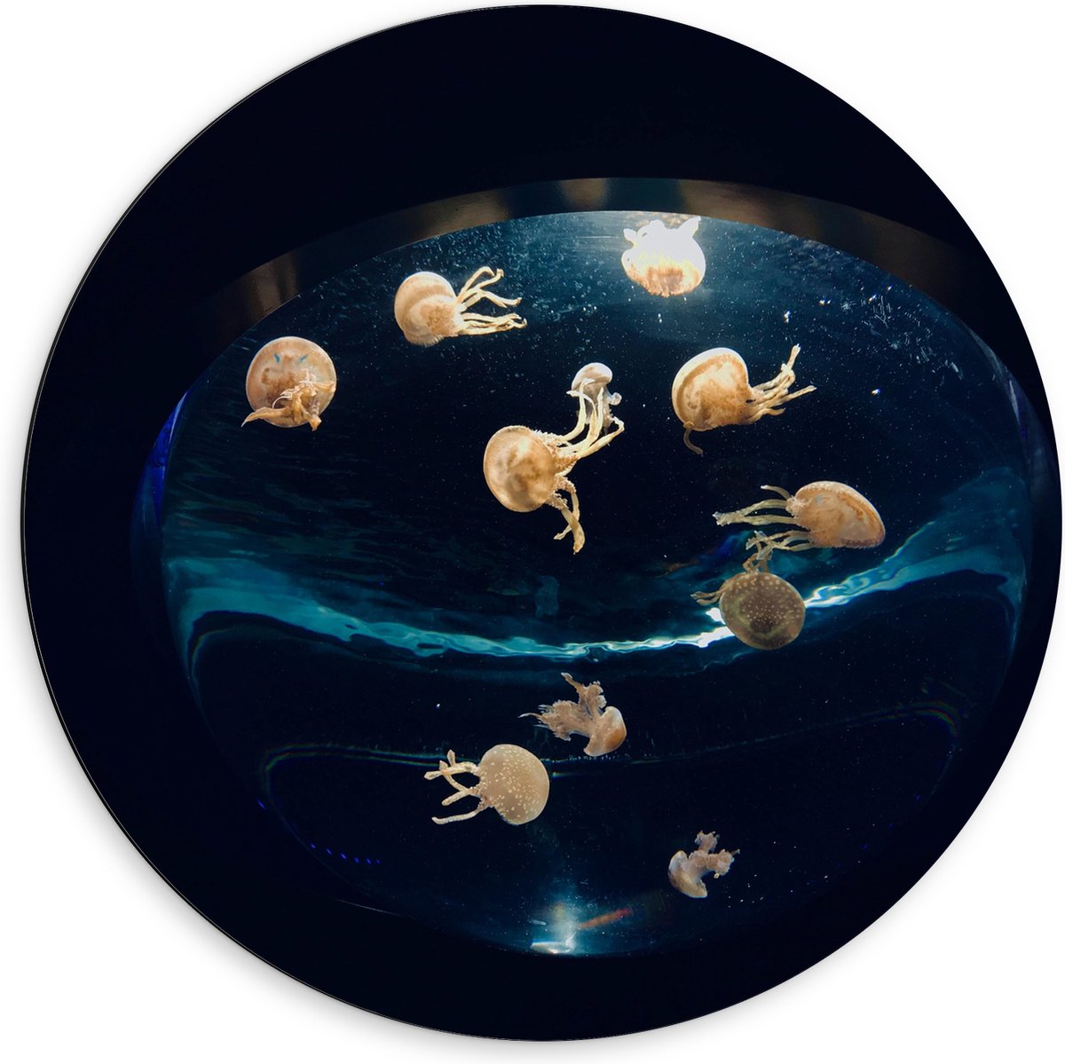 Dibond Muurcirkel - Groepje Oranjekleurige Kwallen in Bolvormig Aquarium - 60x60 cm Foto op Aluminium Muurcirkel (met ophangsysteem)