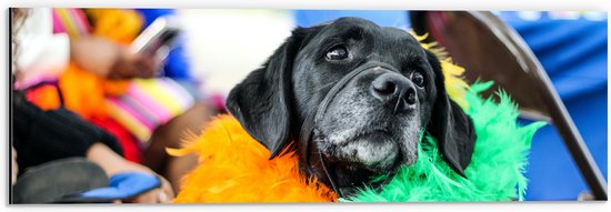 Dibond - Omkijkende Zwarte Hond met Meerkleurige Boa - 60x20 cm Foto op Aluminium (Met Ophangsysteem)