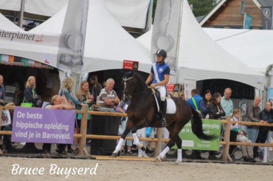 Een ruiter op een donkerbruin paard. "Bruce Buyserd"