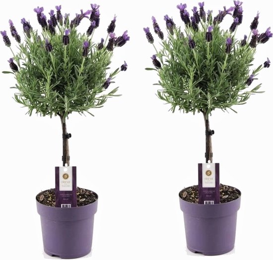 Plant in a Box - Lavandula stoechas 'Anouk' - Set van 2 - Lavendelboom - Pot 15cm - Hoogte 45-55cm - Winterhard - Tuinplanten