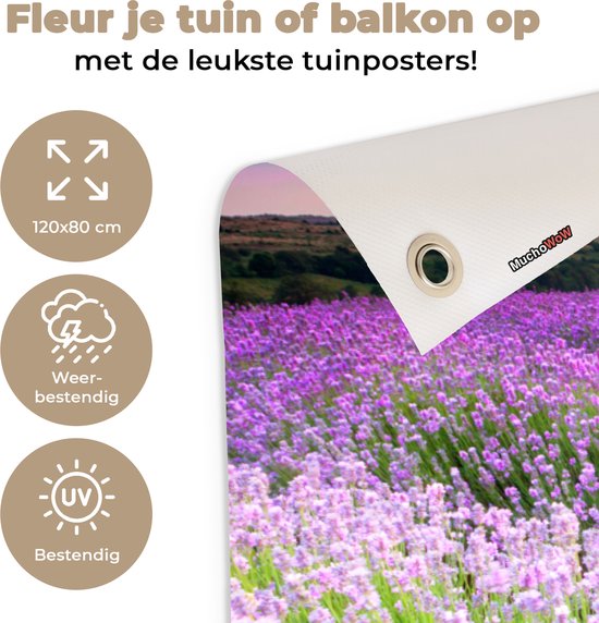 Een tuinposter van een lavendelveld bij zonsondergang, met iconen voor weerbestendigheid en UV-bescherming.