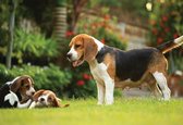 Fotobehang - Vlies Behang - Hond en Puppies - 254 x 184 cm