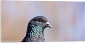 Acrylglas - Kop van Opzijkijkende Stadsduif - 100x50 cm Foto op Acrylglas (Met Ophangsysteem)