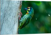 Dibond - Groene Kopersmid Vogel tegen Boomstam in de Groene Natuur - 120x80 cm Foto op Aluminium (Wanddecoratie van metaal)