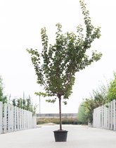 Grote Abrikozenboom | Prunus armeniaca ‘Hongaarse’ | Halfstam | 230 - 280 cm | Stamomtrek 15-19 cm | 8 jaar
