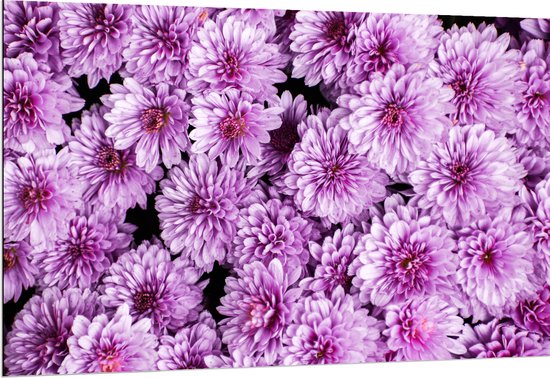 Dibond - Meerdere Paars met Roze Bloemen - 150x100 cm Foto op Aluminium (Met Ophangsysteem)