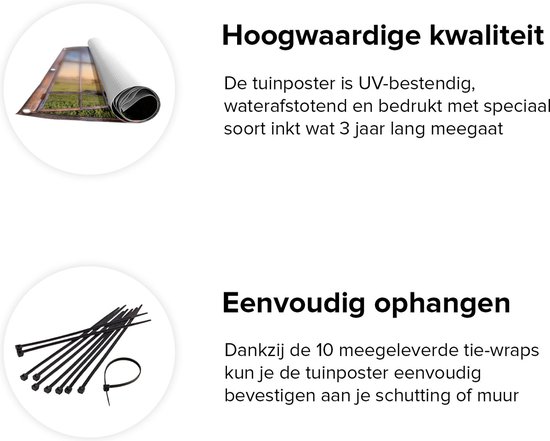 Gards Tuinposter Doorkijk Koeien in de Wei tijdens Zonsopgang - 120x80 cm - Tuindoek - Tuindecoratie - Wanddecoratie buiten - Tuinschilderij
