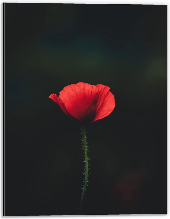 WallClassics - Dibond - Rode Eenzame Bloem - 30x40 cm Foto op Aluminium (Met Ophangsysteem)