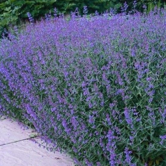 8 planten tegen muggen 8 6 x Kattenkruid tegen muggen - Winterharde Tuinplant - Nepeta faassenii met hoogte 5-10cm