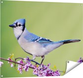 Affiche de jardin Gards Geai bleu Vogel sur une branche - Couleur - 100x80 cm - Toile de jardin - Décoration de jardin - Décoration murale extérieur - Tableau de jardin